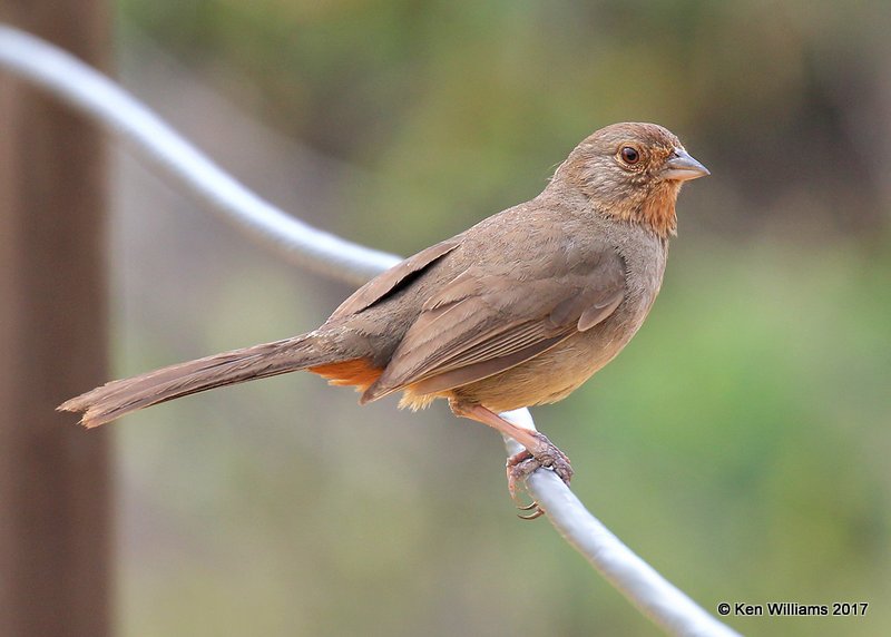 California Towhee