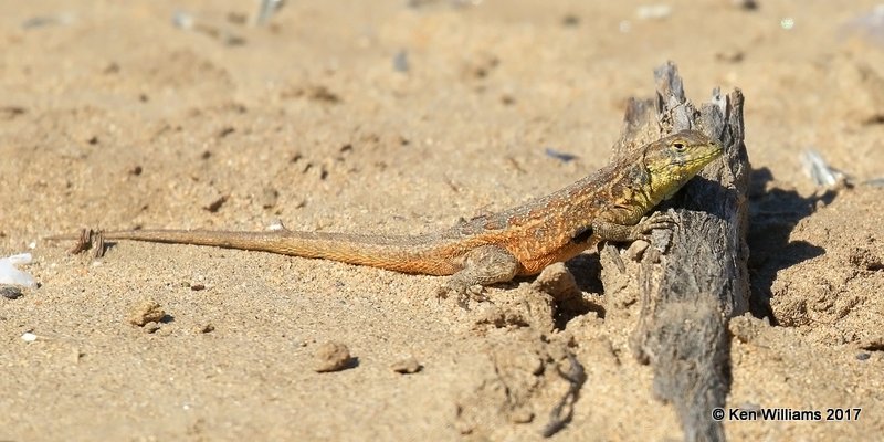 Common Side-blotched Lizard, Dana Point, CA, 3-23-17, Jda_35852.jpg