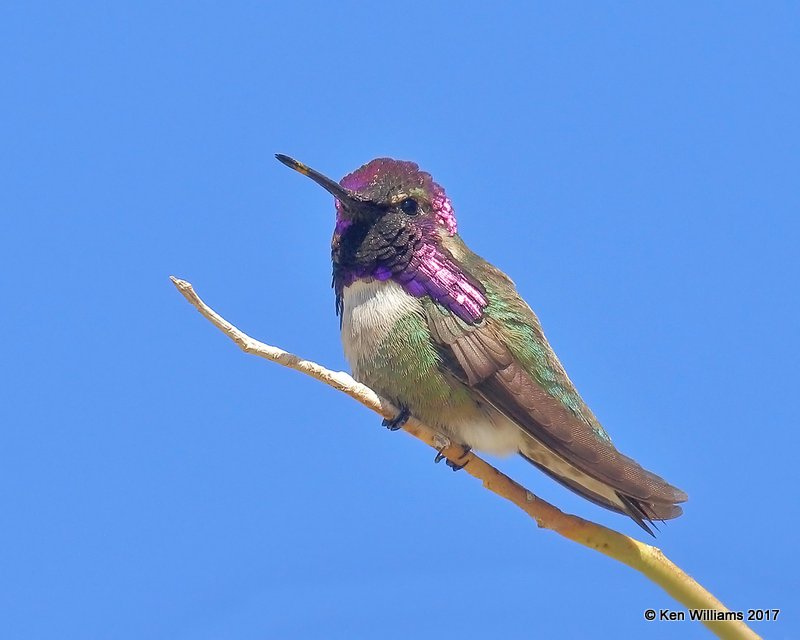 Costa's Hummingbird male, Joshua Tree National Park, 3-27-17, Jda_39793.jpg