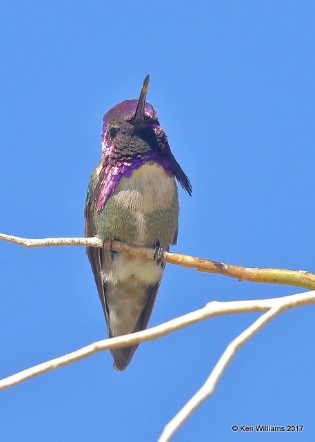 Costa's Hummingbird male, Joshua Tree National Park, 3-27-17, Jda_39838.jpg