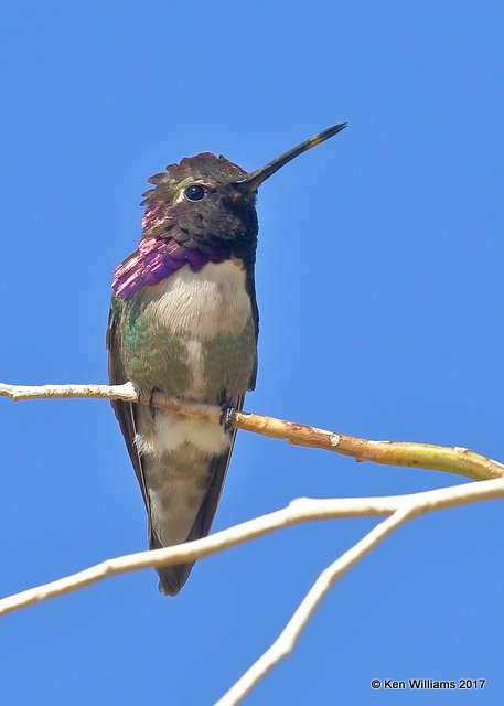 Costa's Hummingbird male, Joshua Tree National Park, 3-27-17, Jda_39873.jpg