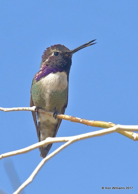 Costa's Hummingbird male, Joshua Tree National Park, 3-27-17, Jda_39897.jpg