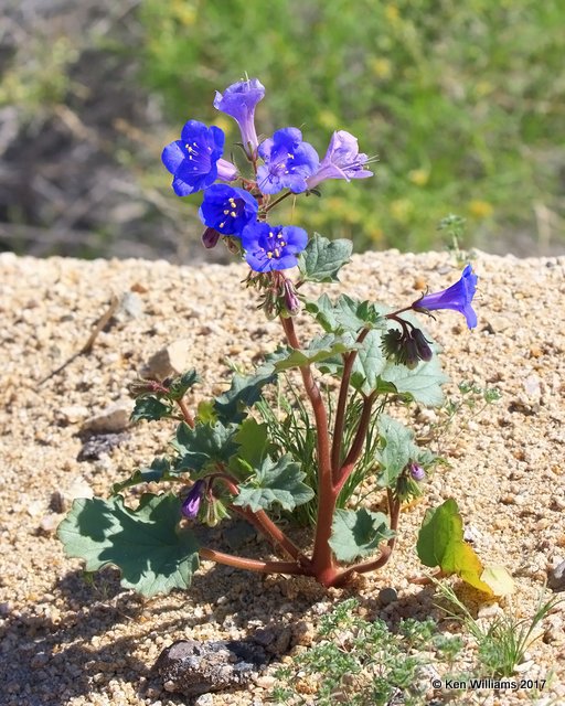 Desert Canterbury Bells, Phacelia campanularia, Joshua Tree National Park, 3-19-17, Jda_32996.jpg