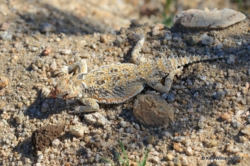 Desert Horned Lizard, Mohave Desert Preserve, 3-19-17, Jda_32992.jpg