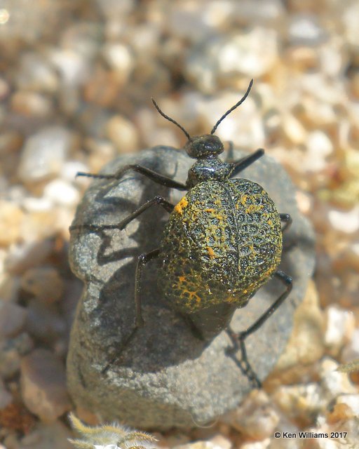 Desert Spider Beetle, Cysteodemus armatus, Joshua Tree National Park, 3-27-17, Jda_39924.jpg