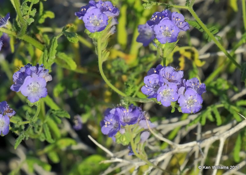 Distant Phacelia, Phacelia distans, Joshua Tree National Park, 3-19-17,  Jda_33153.jpg