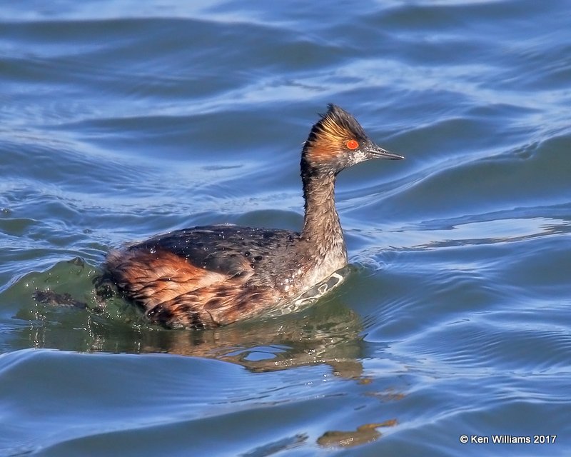 Eared Grebe breeding plumage, Bolsa Chica Reserve, CA, 3-23-17, Jda_34900.jpg