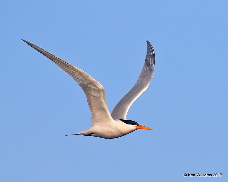 Elegant Tern, Bolsa Chica Reserve, CA, 3-23-17, Jda_35282.jpg
