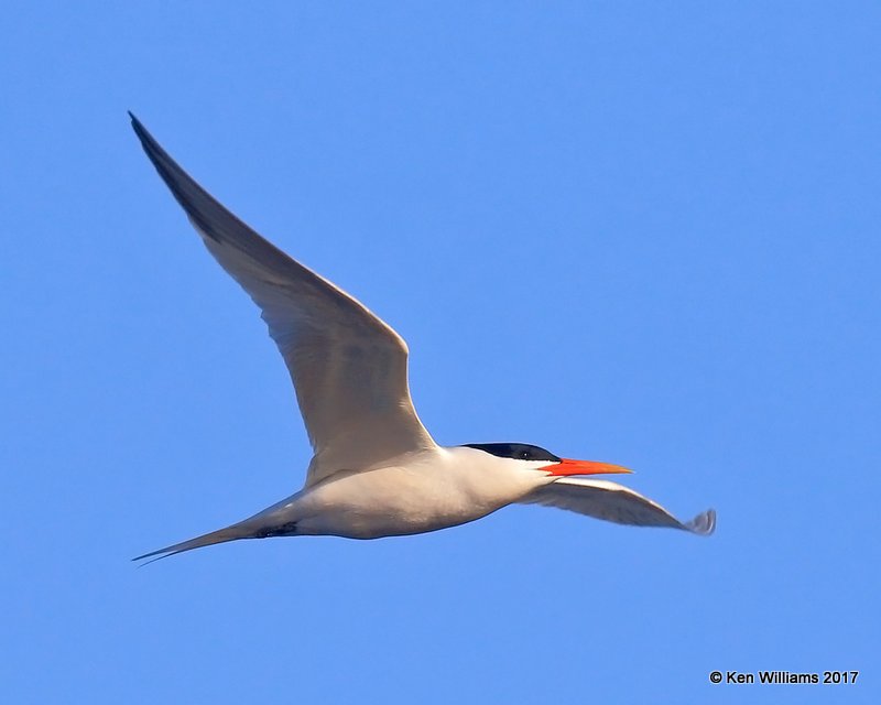 Elegant Tern, Bolsa Chica Reserve, CA, 3-23-17, Jda_35314.jpg