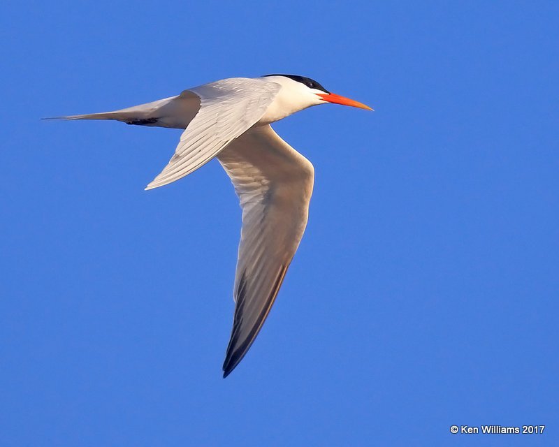 Elegant Tern, Bolsa Chica Reserve, CA, 3-23-17, Jda_35317.jpg
