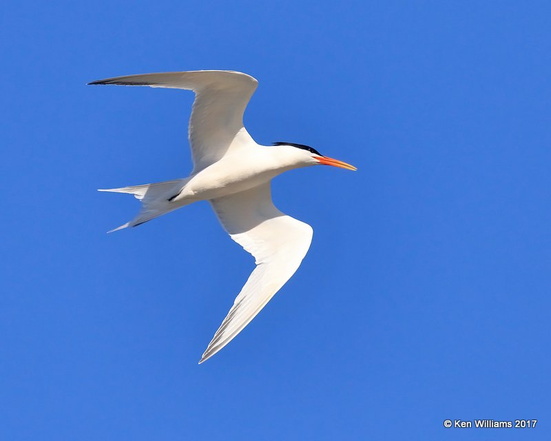 Elegant Tern, Bolsa Chica Reserve, CA, 3-23-17, Jda_36742.jpg