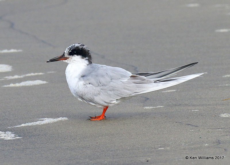 Common Tern non breeding, Oceanside, CA, 3-22-17, Jda_33878.jpg