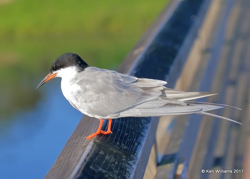 Forster's Tern, Bolsa Chica Reserve, CA, 3-24-17, Jda_37151.jpg