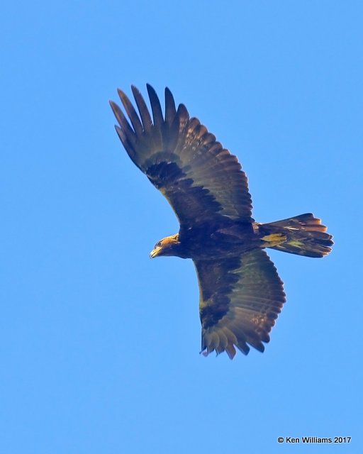 Golden Eagle, Santa Maria, CA, 3-26-17, Jda_39426.jpg