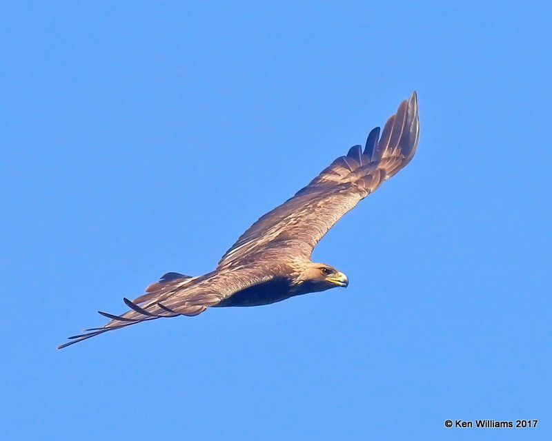 Golden Eagle, Santa Maria, CA, 3-26-17, Jda_39433.jpg
