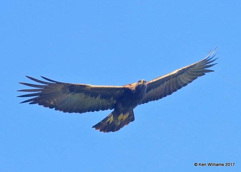 Golden Eagle, Santa Maria, CA, 3-26-17, Jda_39435.jpg