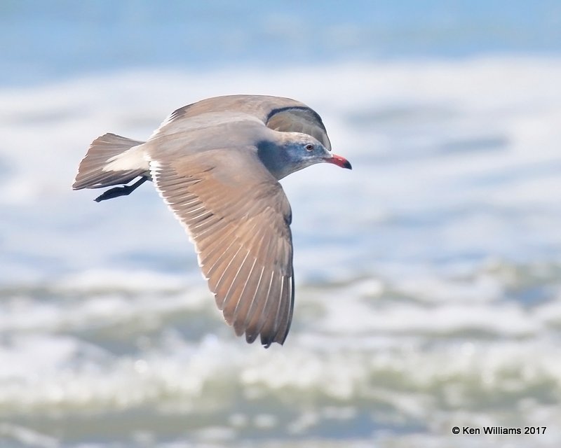 Heermann's Gull 2nd cycle, Hy 101, CA, 3-217, Jda_37440.jpg