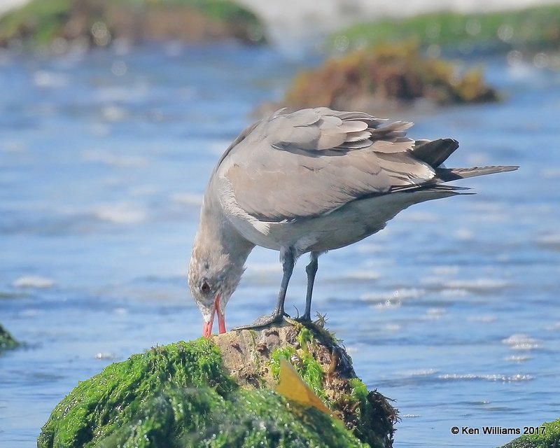 Heermann's Gull 2nd cycle, Hy 101, CA, 3-217, Jda_37446.jpg