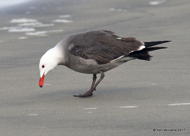 Heermann's Gull breeding plumage, Oceanside, CA, 3-22-17, Jda_33750.jpg