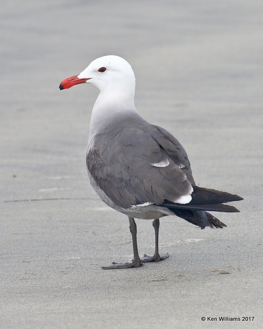 Heermann's Gull breeding plumage, Oceanside, CA, 3-22-17, Jda_33823.jpg