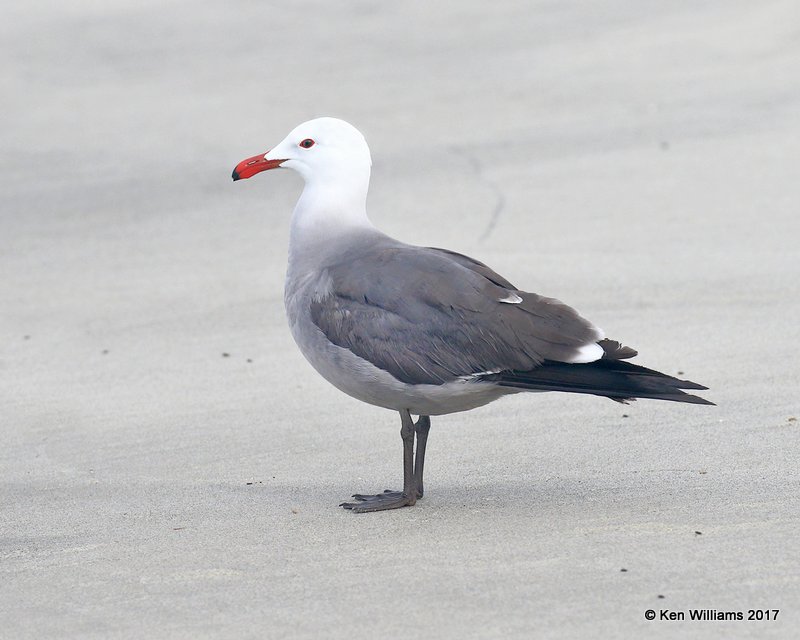 Heermann's Gull breeding plumage, Oceanside, CA, 3-22-17, Jda_33863.jpg