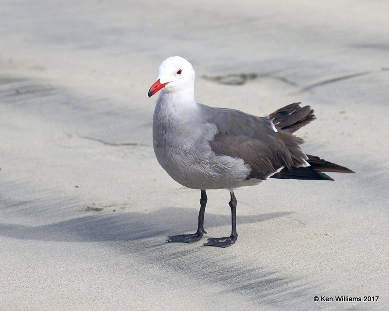 Heermann's Gull breeding plumage, Oceanside, CA, 3-22-17, Jda_33924.jpg