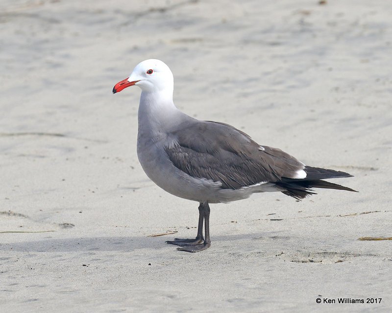 Heermann's Gull breeding plumage, Oceanside, CA, 3-22-17, Jda_33925.jpg