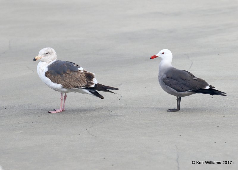 Heermann's Gull & Western Gulls, Oceanside, CA, 3-22-17, Jpa_33864.jpg