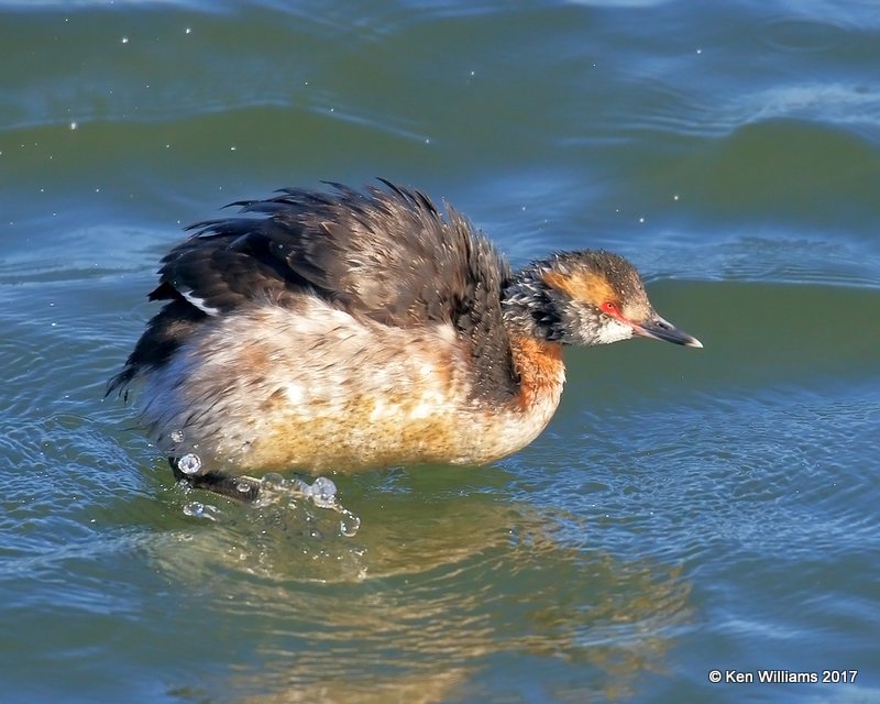 Horned Grebe molting into breeding plumage, Bolsa Chica Reserve, CA, 3-23-17, Jda_34881.jpg