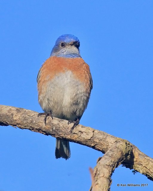 Western Bluebird male, Santa Maria, CA, 3-26-17, Jda_39292.jpg