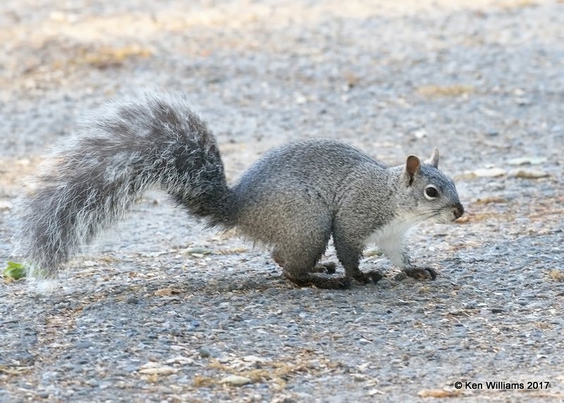 Western Gray Squirrel, Santa Maria, CA, 3-26-17, Jda_39254.jpg