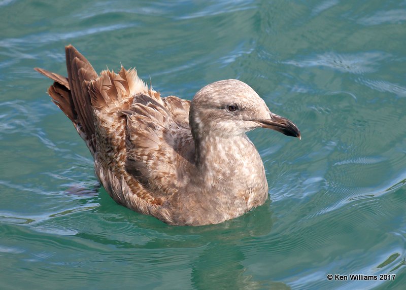 Western Gull 1st cycle, Harford Pier, CA, 3-25-17, Jda_38365.jpg