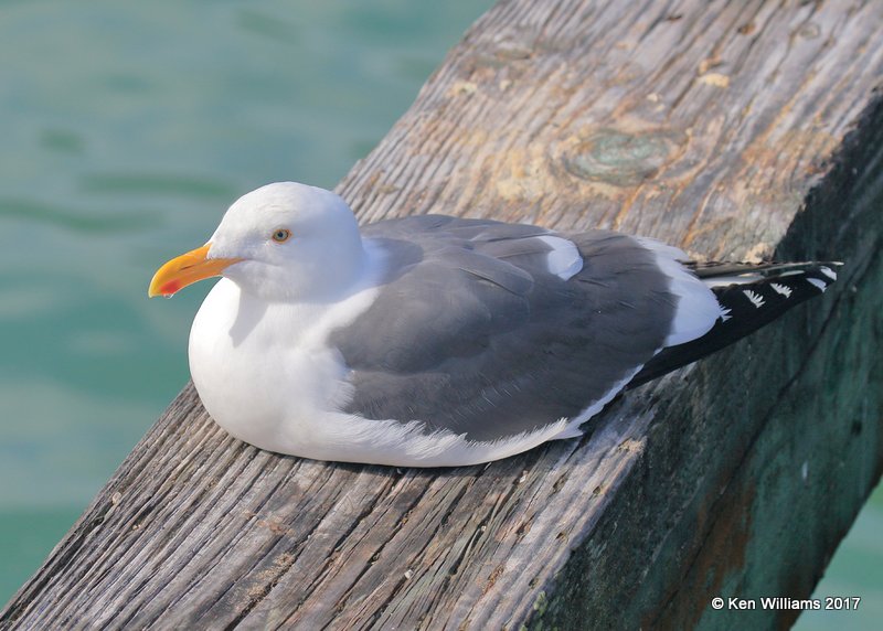 Western Gull breeding plumage, Harford Pier, CA, 3-25-17, Jda_38224.jpg