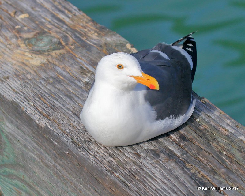 Western Gull breeding plumage, Harford Pier, CA, 3-25-17, Jda_38225.jpg