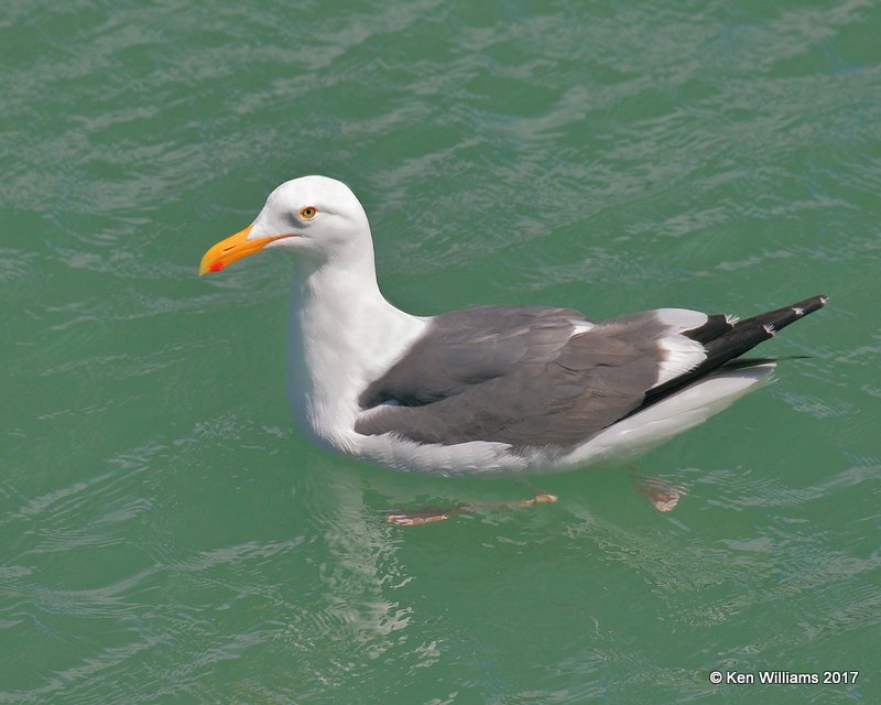 Western Gull breeding plumage, Harford Pier, CA, 3-25-17, Jda_39212.jpg