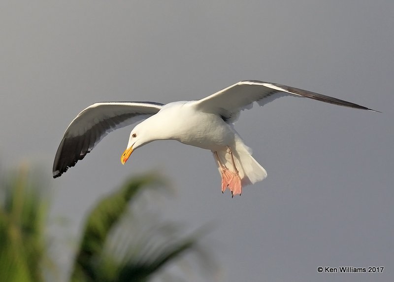 Western Gull breeding plumage, Oceanside, CA, 3-22-17, Jda_34501.jpg