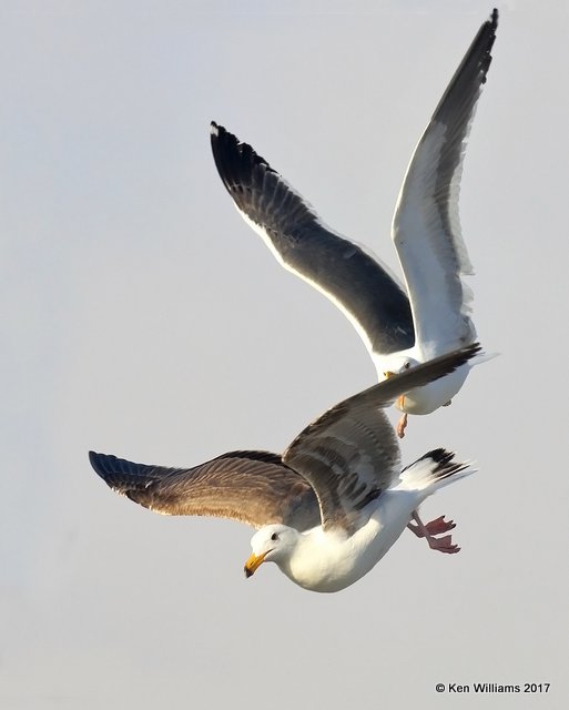 Western Gulls, Oceanside, CA, 3-22-17, Jda_34551.jpg