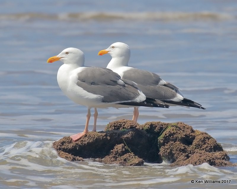 Western Gulls breeding plumage, Hy 101, CA, 3-217, Jda_37550.jpg