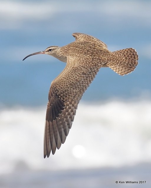 Whimbrel, Hy 101, CA, 3-24-17, Jda_37594.jpg