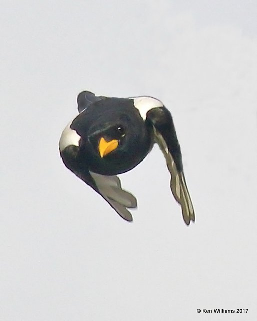 Yellow-billed Magpie, Palmer Road, Santa Maria, CA, 3-25-17, Jdaa_37835.jpg