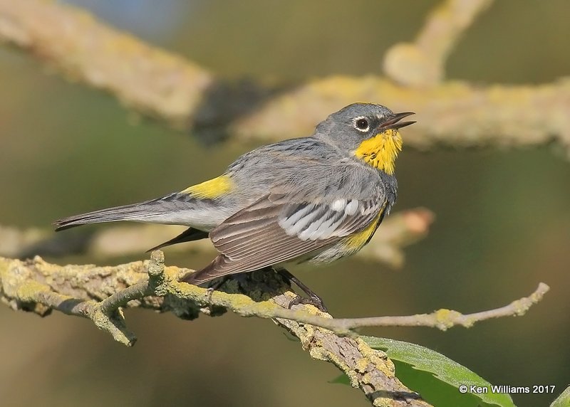 Yellow-rumped Warbler - Audubon, Santa Maria, CA, 3-26-17, Jda_39328.jpg