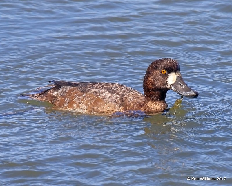 Greater Scaup female, Bolsa Chica Reserve, CA, 3-23-17, Jda_36192.jpg