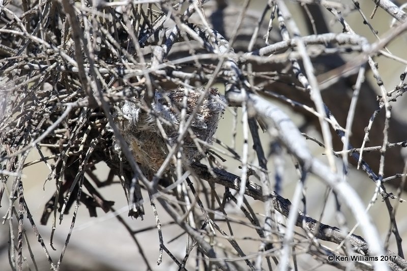 Phainopepla nest, Mohave Desert Preserve, 3-19-17, Jda_33008.jpg