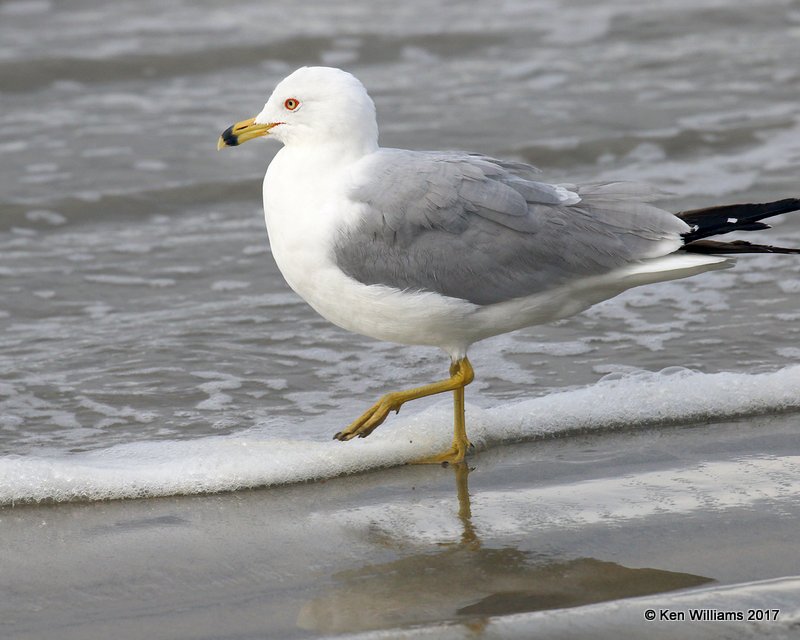 Ring-billed Gull breeding plumage, Oceanside, CA, 3-22-17, Jda_33756.jpg