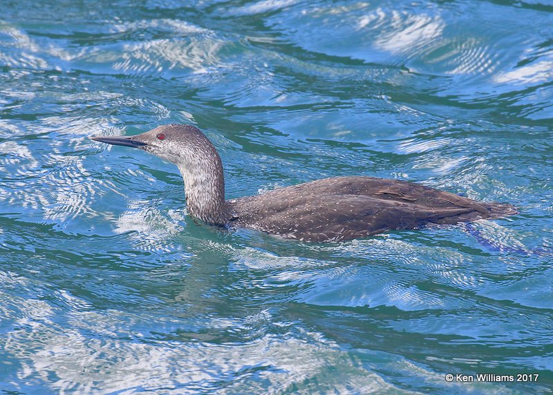 Red-throated Loon winter plumage, Harford Pier, CA, 3-25-17, Jda_39091.jpg