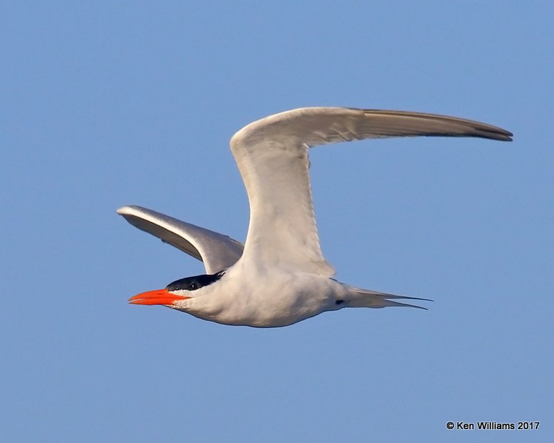 Royal Tern, Bolsa Chica Reserve, CA, 3-23-17, Jda_35257.jpg