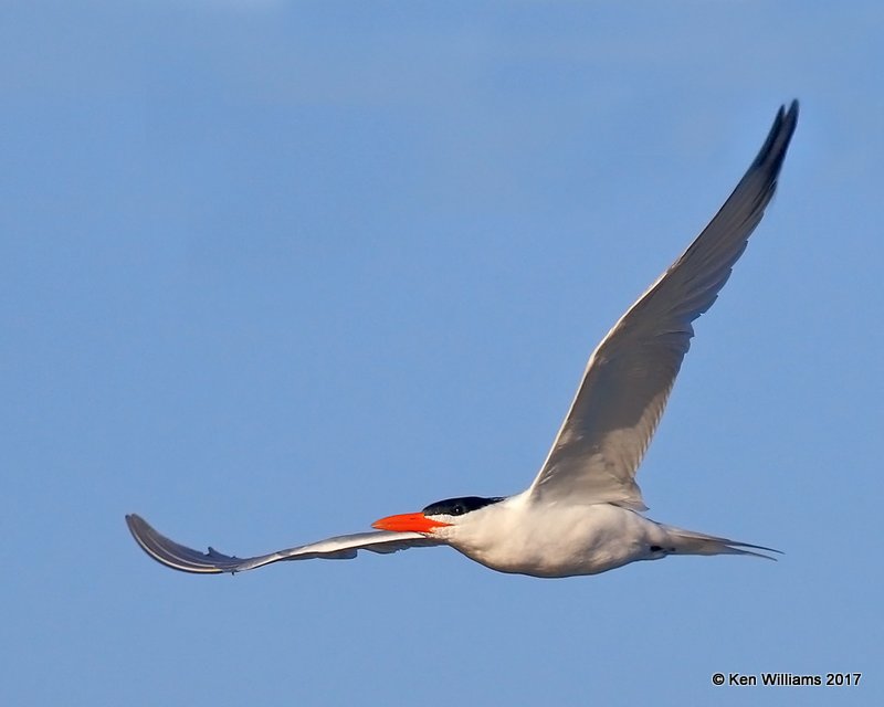 Royal Tern, Bolsa Chica Reserve, CA, 3-23-17, Jda_35258.jpg