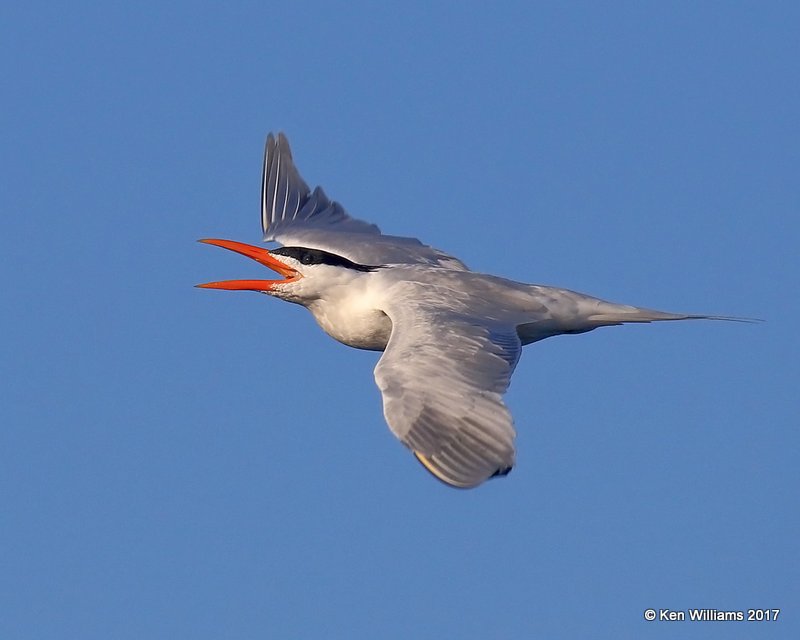 Royal Tern, Bolsa Chica Reserve, CA, 3-23-17, Jda_35261.jpg