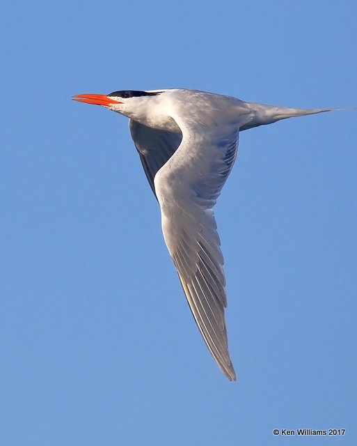 Royal Tern, Bolsa Chica Reserve, CA, 3-23-17, Jda_35262.jpg