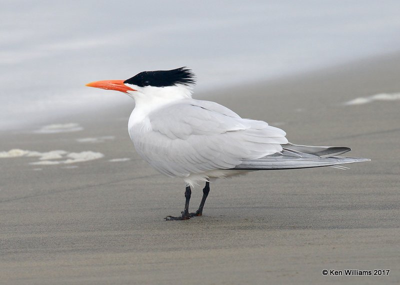 Royal Tern, Oceanside, CA, 3-22-17, Jda_33798.jpg